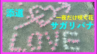 【４K 】添道サガリバナ　一夜だけ咲く花　沖縄県宮古島市