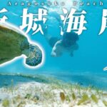 【遭遇率150%!?】沖縄宮古島の「新城海岸」でウミガメ探しに行ったらとんでもないくらいいたwwwSUPもしたよ🏄