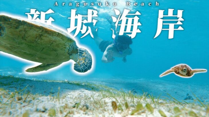 【遭遇率150%!?】沖縄宮古島の「新城海岸」でウミガメ探しに行ったらとんでもないくらいいたwwwSUPもしたよ🏄