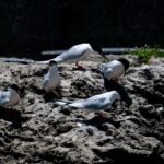 2023.6.29　沖縄県宮古島の野鳥　ベニアジサシ