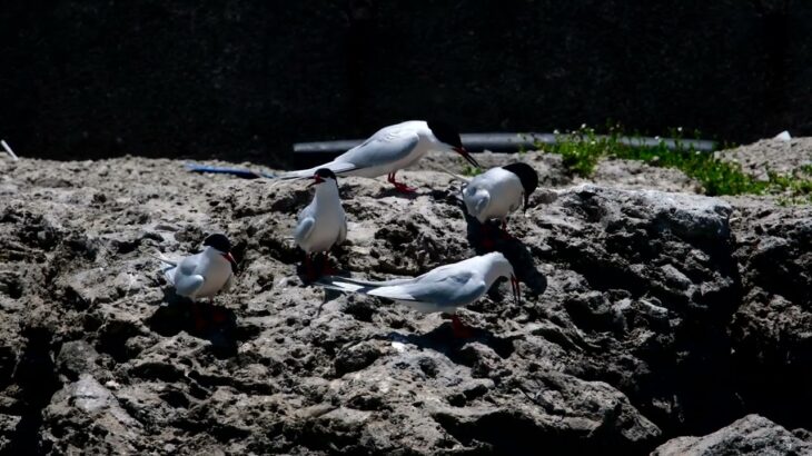 2023.6.29　沖縄県宮古島の野鳥　ベニアジサシ