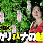 【神秘】一夜のみ咲く幻の花サガリバナの魅力について・・・