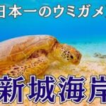 2023年 【最高のビーチ!!】宮古島の新城海岸を中心としたおすすめ観光スポット!!