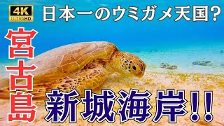 2023年 【最高のビーチ!!】宮古島の新城海岸を中心としたおすすめ観光スポット!!