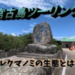 2023年 【1泊2日 宮古島ツーリング🏝️】カクレクマノミの生態について解説👀 2日目前編 #03