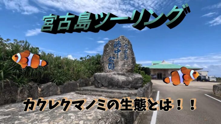 2023年 【1泊2日 宮古島ツーリング🏝️】カクレクマノミの生態について解説👀 2日目前編 #03