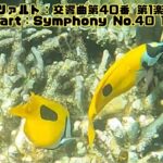 2023年 「ヒフキアイゴ」「Blotched foxface」【4k 水中 UNDERWATER GoPro9】【宮古島　海　サンゴ　魚　シュノーケリング　水族館　観光　移住】