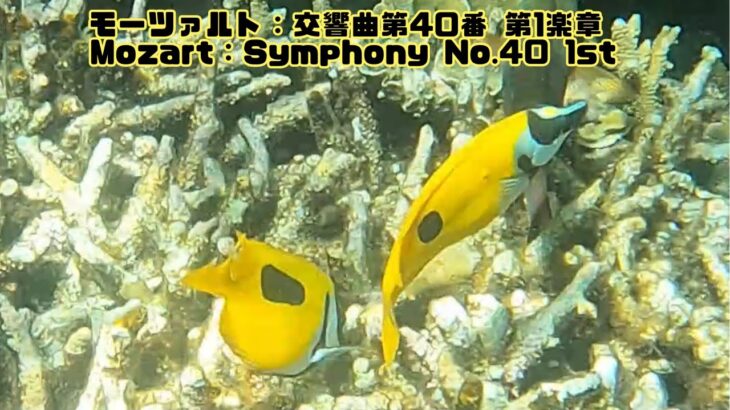 2023年 「ヒフキアイゴ」「Blotched foxface」【4k 水中 UNDERWATER GoPro9】【宮古島　海　サンゴ　魚　シュノーケリング　水族館　観光　移住】