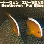 2023年 「セジロクマノミ」「Yellow clownfish」【4k 水中 UNDERWATER GoPro9】【宮古島　海　サンゴ　魚　シュノーケリング　水族館　観光　移住】