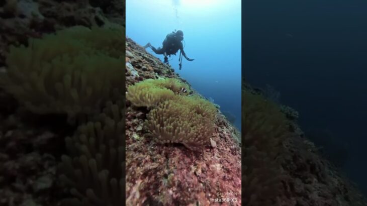 2023年 🐠宮古島ダイビングで出会ったカクレクマノミ　中の島ホール #宮古島ダイビング #カクレクマノミ