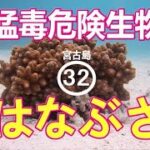 2023年 猛毒　危険生物ハナブサ　in 宮古島　32弾　　2023.12.07