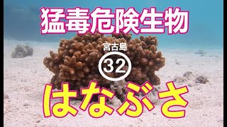 2023年 猛毒　危険生物ハナブサ　in 宮古島　32弾　　2023.12.07