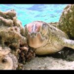 2023年 宮古島のウミガメ / sea turtle / シュノーケリング