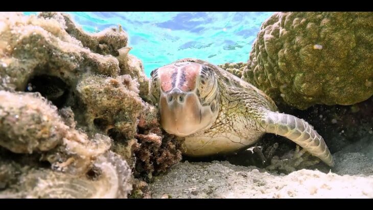 2023年 宮古島のウミガメ / sea turtle / シュノーケリング