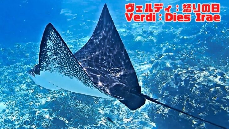 2023年 「マダラトビエイ」「Spotted eagle ray」【4k 水中 UNDERWATER】【宮古島　海　サンゴ　魚　シュノーケリング　水族館　観光　移住】