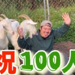 2023年 （宮古島）やぎ飼いのもっちゃんTV 登録者数100人突破記念動画編！すべて皆様のお陰です！感謝です！