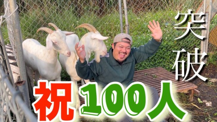 2023年 （宮古島）やぎ飼いのもっちゃんTV 登録者数100人突破記念動画編！すべて皆様のお陰です！感謝です！