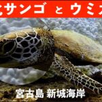 2023年 【スキンダイビング】白化サンゴと海亀（ウミガメ）　沖縄県宮古島市新城海岸