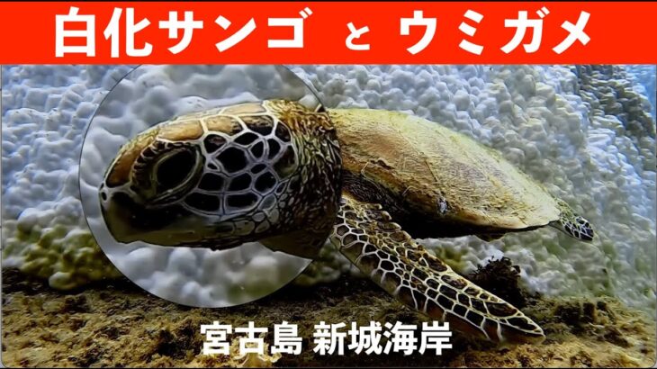 2023年 【スキンダイビング】白化サンゴと海亀（ウミガメ）　沖縄県宮古島市新城海岸