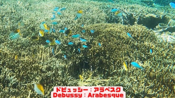 2023年 「チョウチョウウオとスズメダイ」「Butterfly fish and chromis」【4k 水中 UNDERWATER】【宮古島　海　サンゴ　魚　シュノーケリング　水族館　観光　移住】