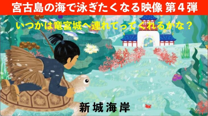 2023年 【スキンダイビング】宮古島の海で泳ぎたくなる映像第４弾　いつかは竜宮城へ連れてってくれるかな？　沖縄県宮古島市新城海岸　海亀（アオウミガメ）　浦島太郎