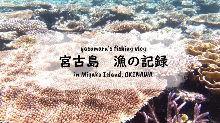 2023年 【沖縄・宮古島の海2024】漁の記録7月 スコールから逃げろ～ fishing VLOG