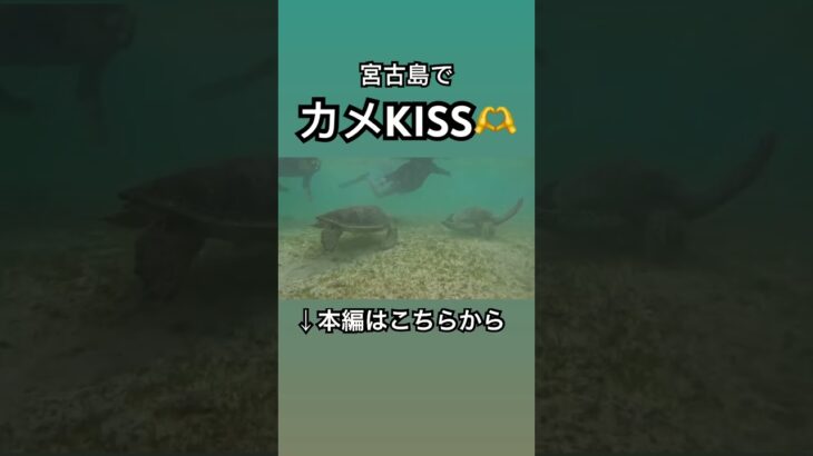 2023年 宮古島でカメKISS