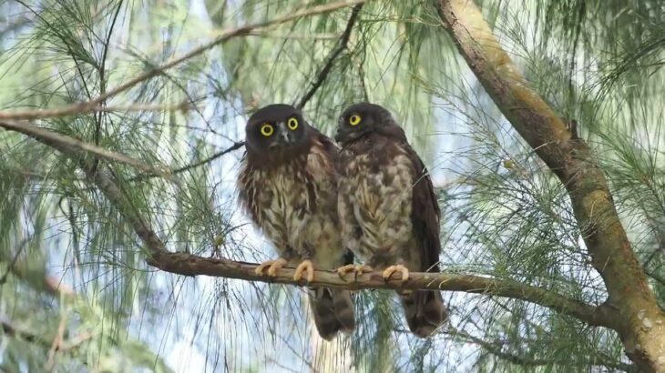 2023年 首をぐるぐる回すリュウキュウアオバズクの幼鳥（宮古島）