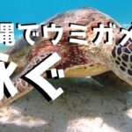 2023年 野生のウミガメと泳ぐ！沖縄県宮古島のアクティビティが良すぎた！