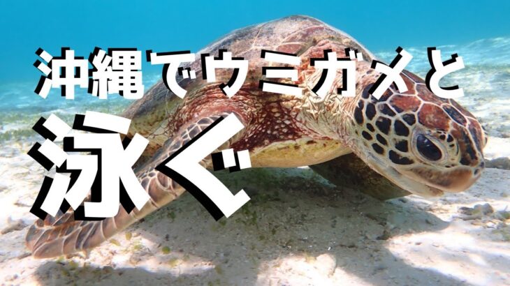 2023年 野生のウミガメと泳ぐ！沖縄県宮古島のアクティビティが良すぎた！