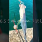 2023年 2024.8.5 シマアジ釣りました🎣　#釣り #宮古島