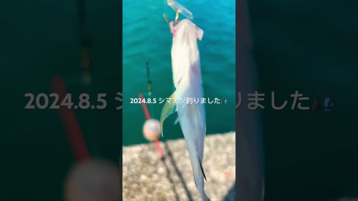 2023年 2024.8.5 シマアジ釣りました🎣　#釣り #宮古島