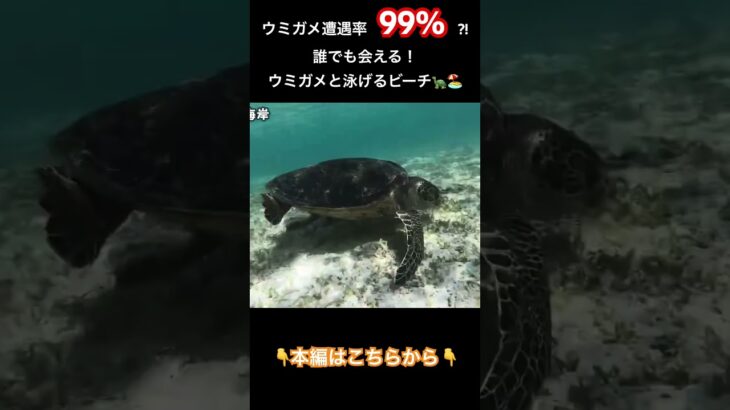 2023年 【宮古島】ウミガメ遭遇率99%？絶対に行きたい！誰でもウミガメと会える絶景ビーチ🐢🏝️#宮古島#宮古島旅行#新城海岸#宮古島vlog#ウミガメ#おすすめにのりたい#おすすめ