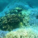 2023年 「宮古島のサンゴ危機 / 白化拡大」「Coral crisis in Miyakojima / bleaching spreading」【4k 】【宮古島　海　サンゴ　魚　シュノーケリング】