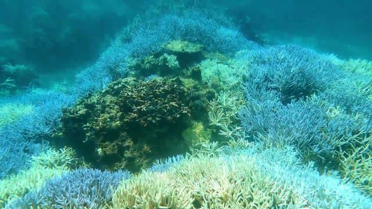 2023年 「宮古島のサンゴ危機 / 白化拡大」「Coral crisis in Miyakojima / bleaching spreading」【4k 】【宮古島　海　サンゴ　魚　シュノーケリング】