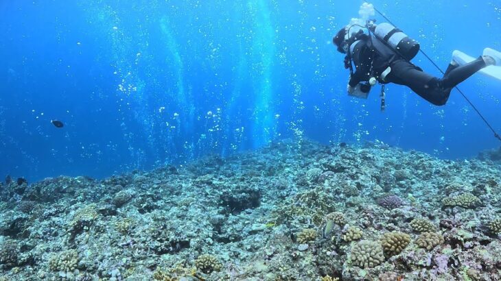 2023年 Diving Freak（宮古島ダイジェスト）