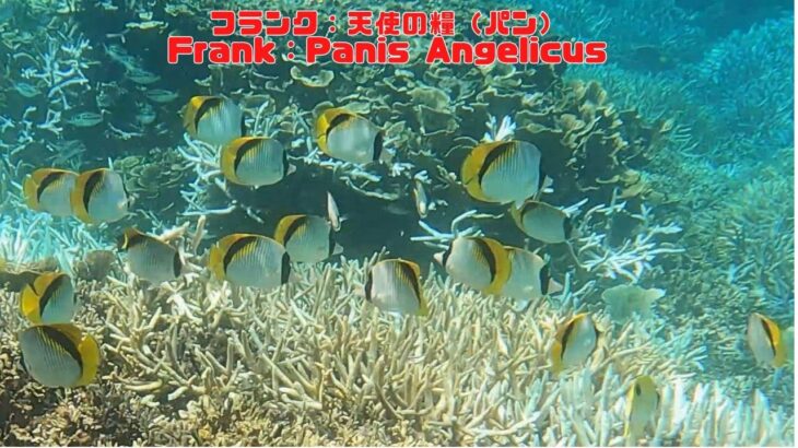 2023年 「ニセフウライチョウチョウウオ」「Lined butterflyfish」【4k 水中 UNDERWATER】【宮古島　海　サンゴ　魚　シュノーケリング　水族館　観光　移住】