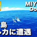 2023年 夏の宮古島　下地島沖合で野生のイルカに出会う｜Met a wild dolphin in Miyako Island