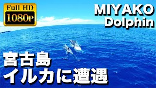 2023年 夏の宮古島　下地島沖合で野生のイルカに出会う｜Met a wild dolphin in Miyako Island