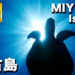 2023年 夏の沖縄県宮古島でシュノーケル  デバスズメダイやウミガメに癒される｜Miyako Island Okinawa