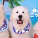 楽しかった伊豆旅行　#dog #greatpyrenees #超大型犬 #茨城 #いぬ #わんこ #犬