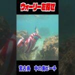 2023年 実写版ウォーリーを探せ！in宮古島　中の島ビーチ　#shorts