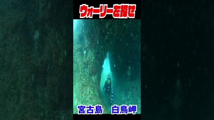 2023年 実写版ウォーリーを探せ！in宮古島　白鳥岬　#shorts