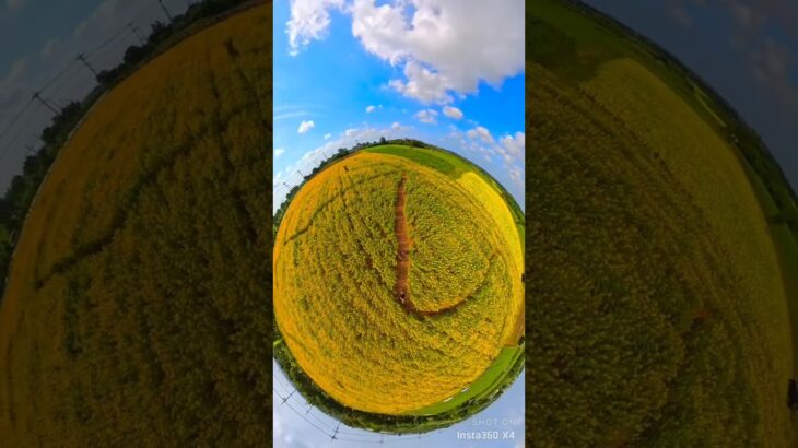 2023年 宮古島の花はキレイ海でも陸でもカメラ投げるツアー中に撮った動画や画像は無料 #shorts