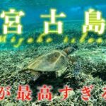 2023年 【宮古島リゾバ】宮古島の綺麗な海とウミガメを撮影しました！