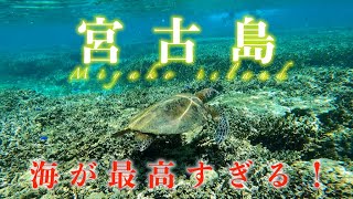 2023年 【宮古島リゾバ】宮古島の綺麗な海とウミガメを撮影しました！