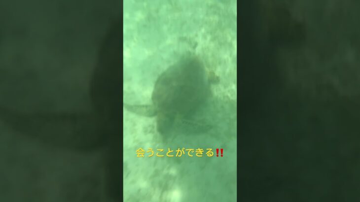 2023年 宮古島の海ガメ観察‼️ #うみがめ #宮古島