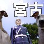 2023年 愛犬と沖縄は宮古島に来たぁぞぉーーーーーーー！！！！！！！！【みたいな動画】