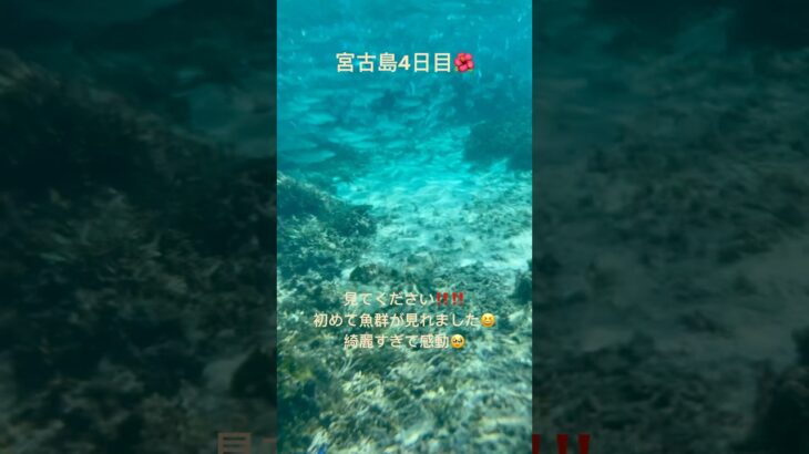 2023年 【宮古島】初めての宮古島4日目😆初めての魚群に感動🥹 #宮古島 #沖縄旅行 #おすすめ