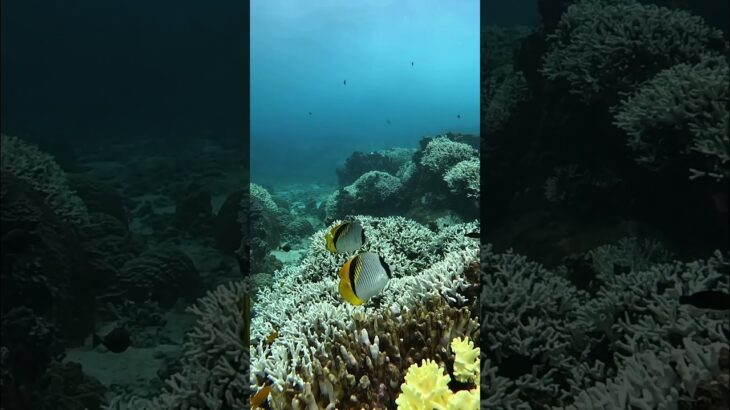 2023年 Blue with…🐠‪ #宮古島 #宮古島旅行 #宮古島シュノーケル #宮古島ダイビング  #miyajima #miyakoisland #미야코지마#미야코지마여행